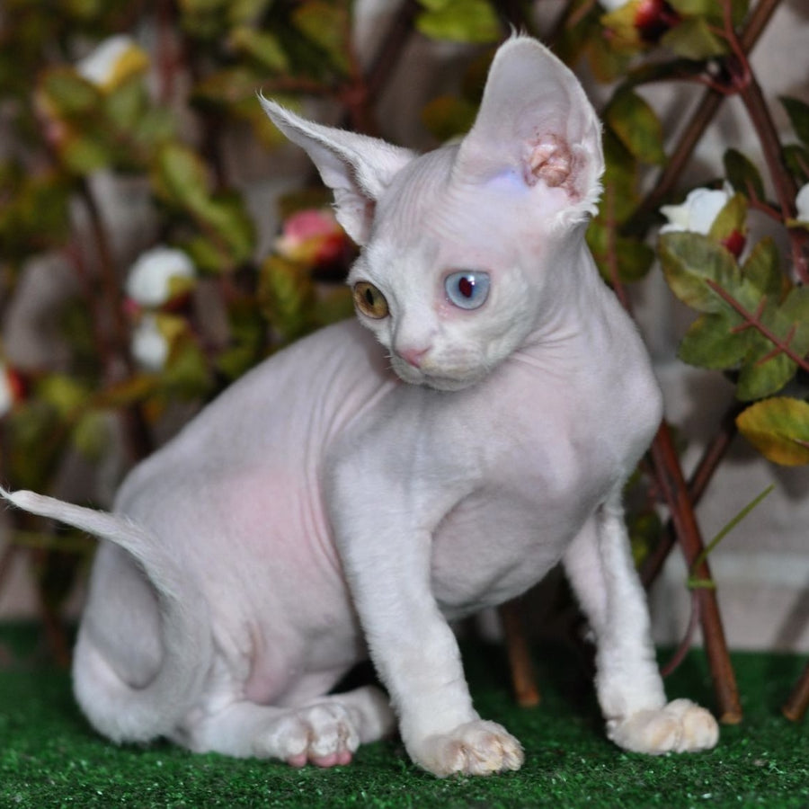 Multik Devon Rex male, white
