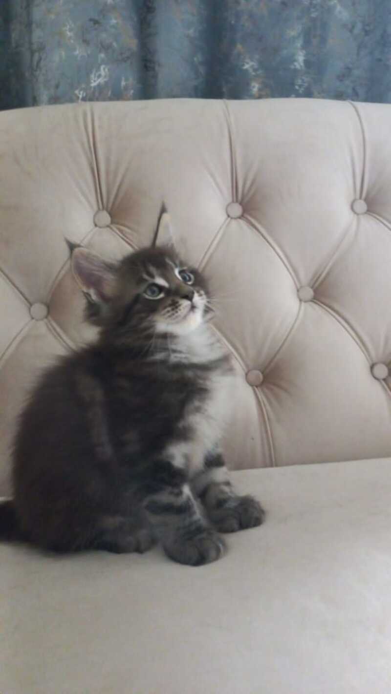 Mystic Maine Coon polydactyl 6x6x6x6 male, black tabby