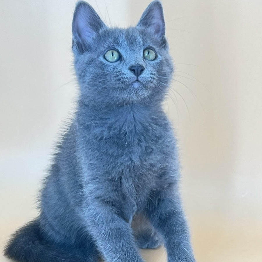 Kris Russian Blue male, blue