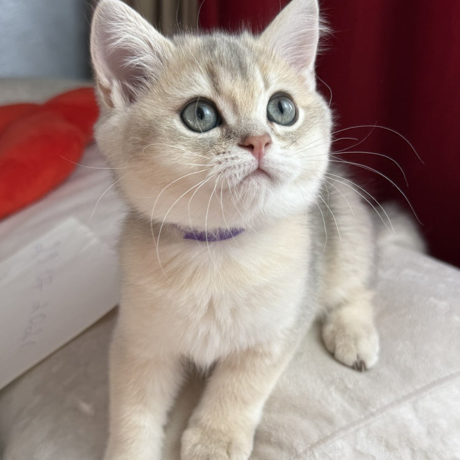 Erik Scottish Straight male, blue golden shaded