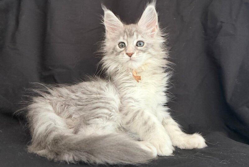 Zarqa Maine Coon female, blue silver tabby