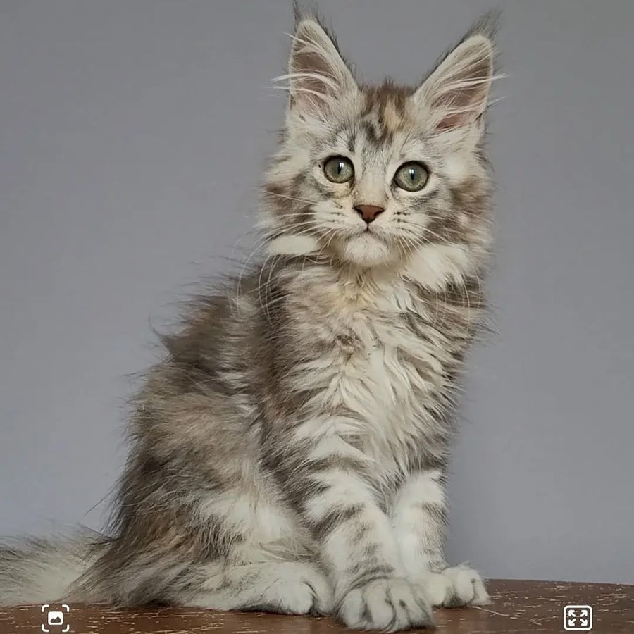 Hizar Maine Coon female, black tortie silver tabby