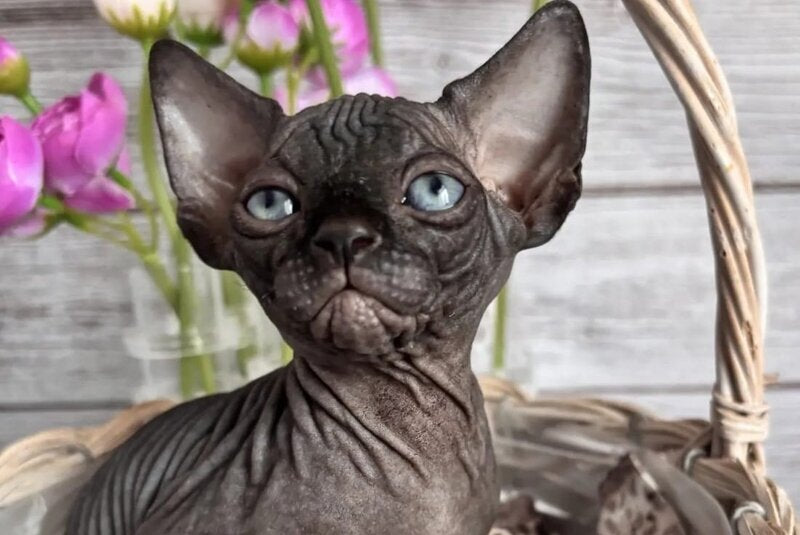 Aziza Canadian Sphynx female black - live animals