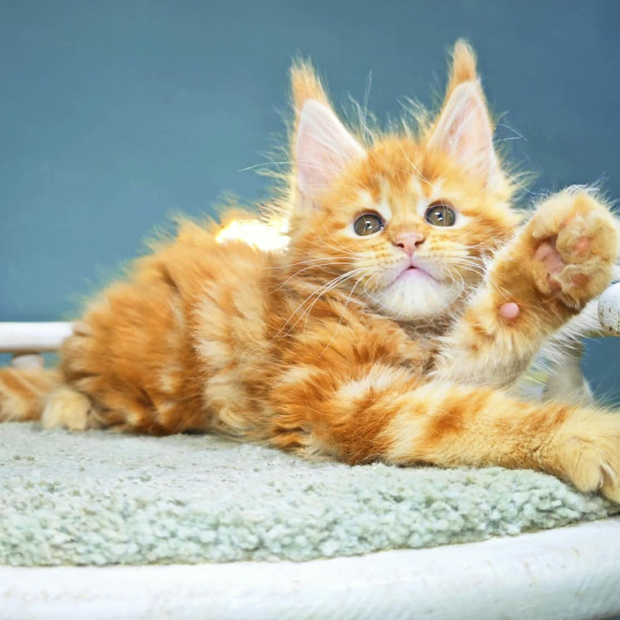 Izabel Maine Coon female, red tabby