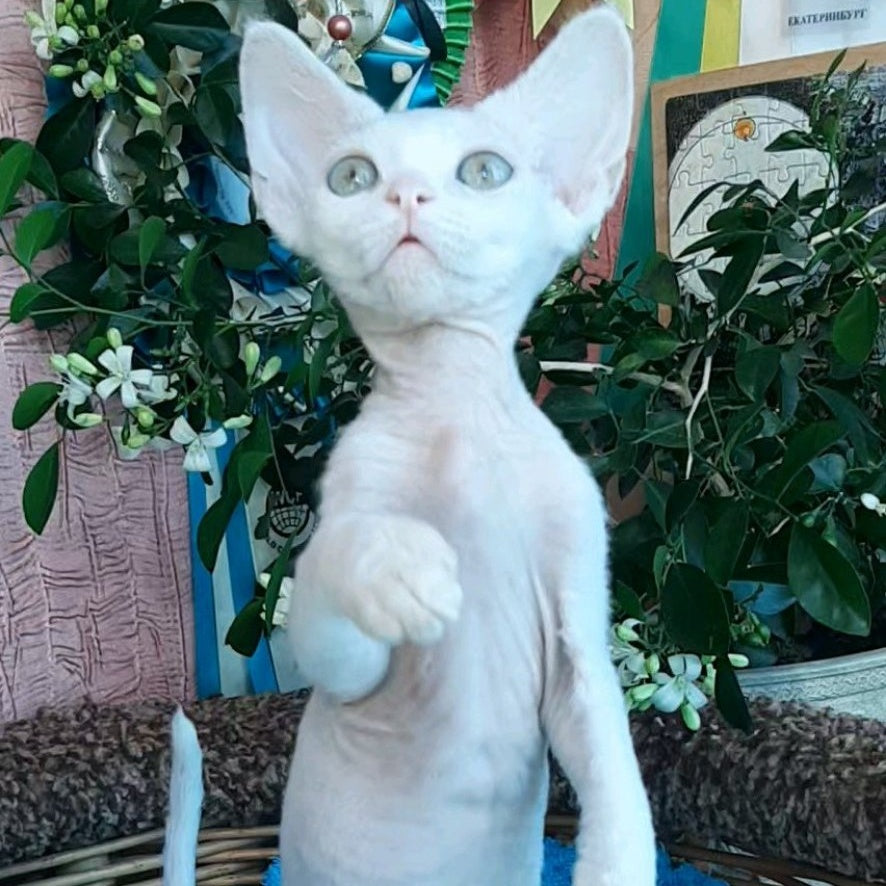 Galatea Devon Rex female, white
