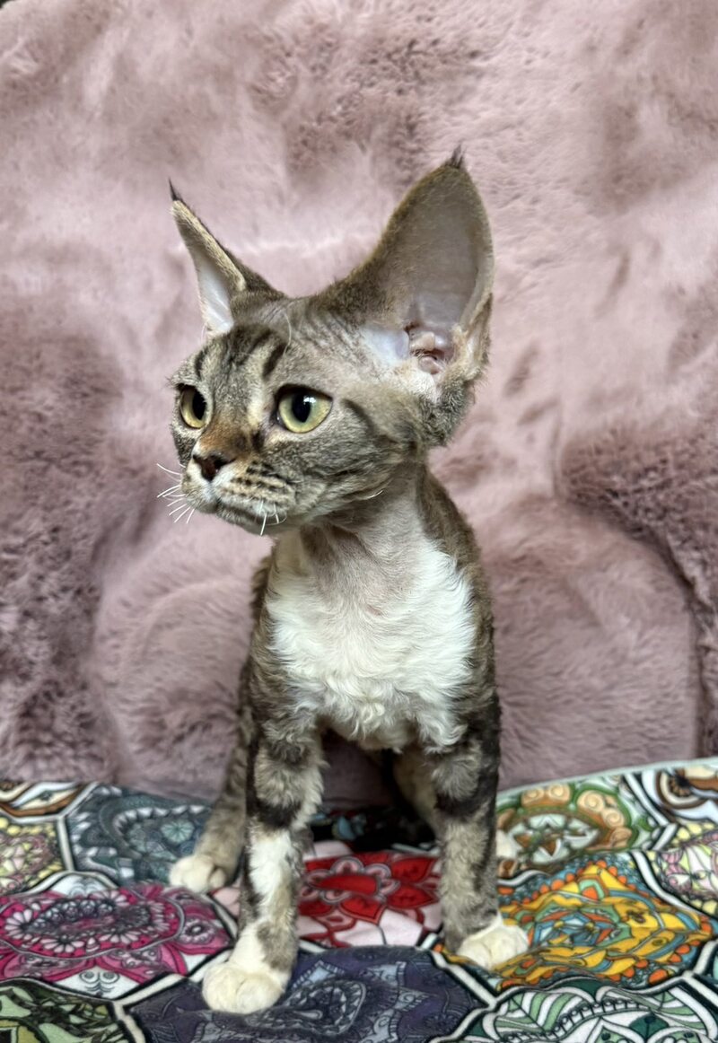Umi Devon Rex female, black tabby bicolour