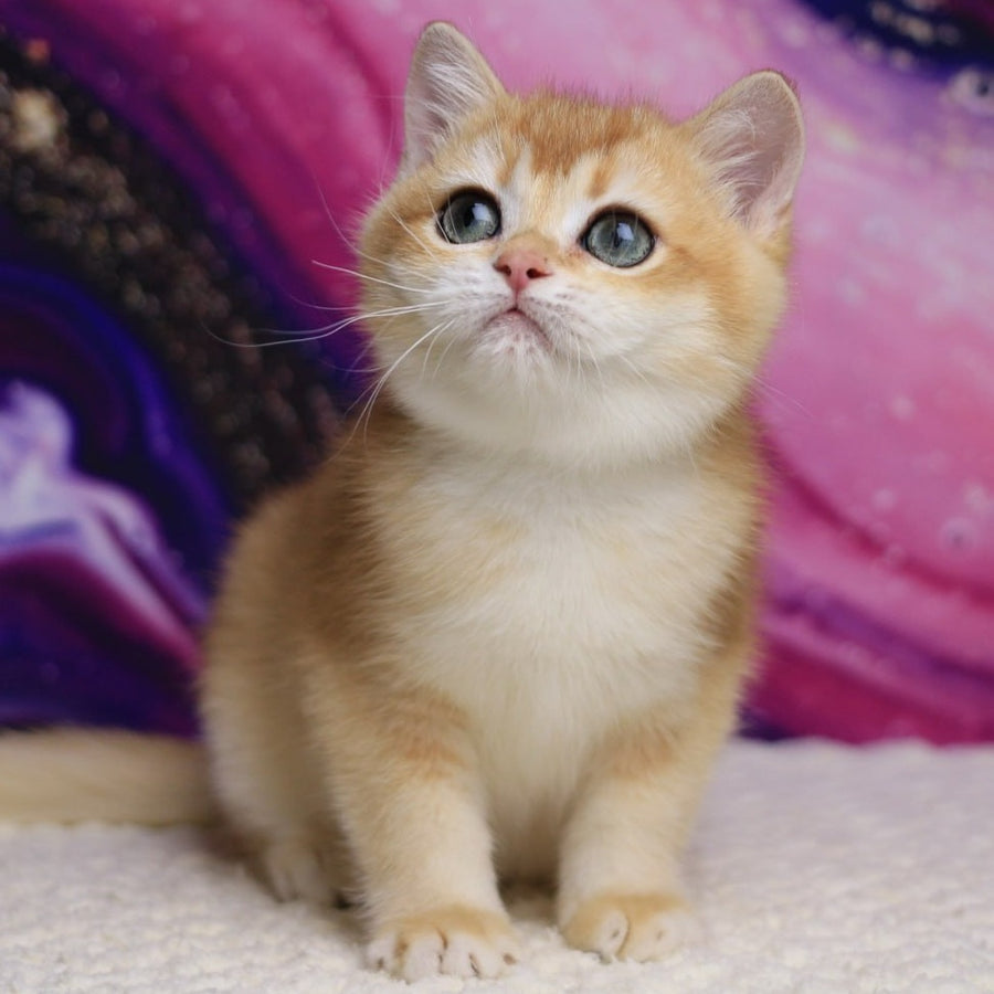 Unicum British Shorthair male, black golden chinchilla