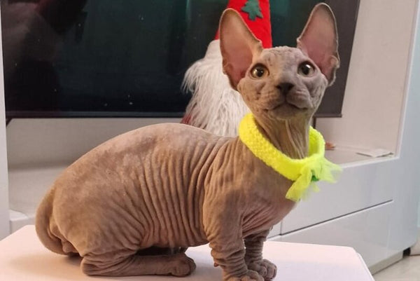 Baron Bambino male blue - live animals