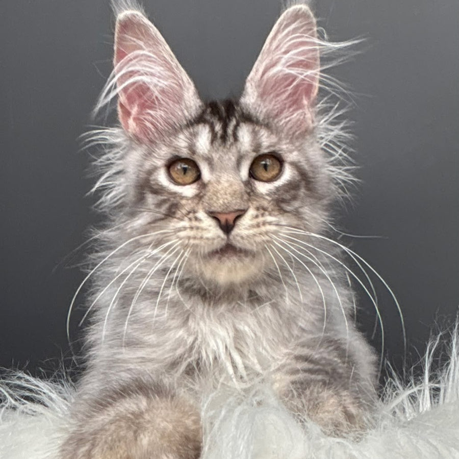 Adrian Maine Coon male, black silver spotted tabby