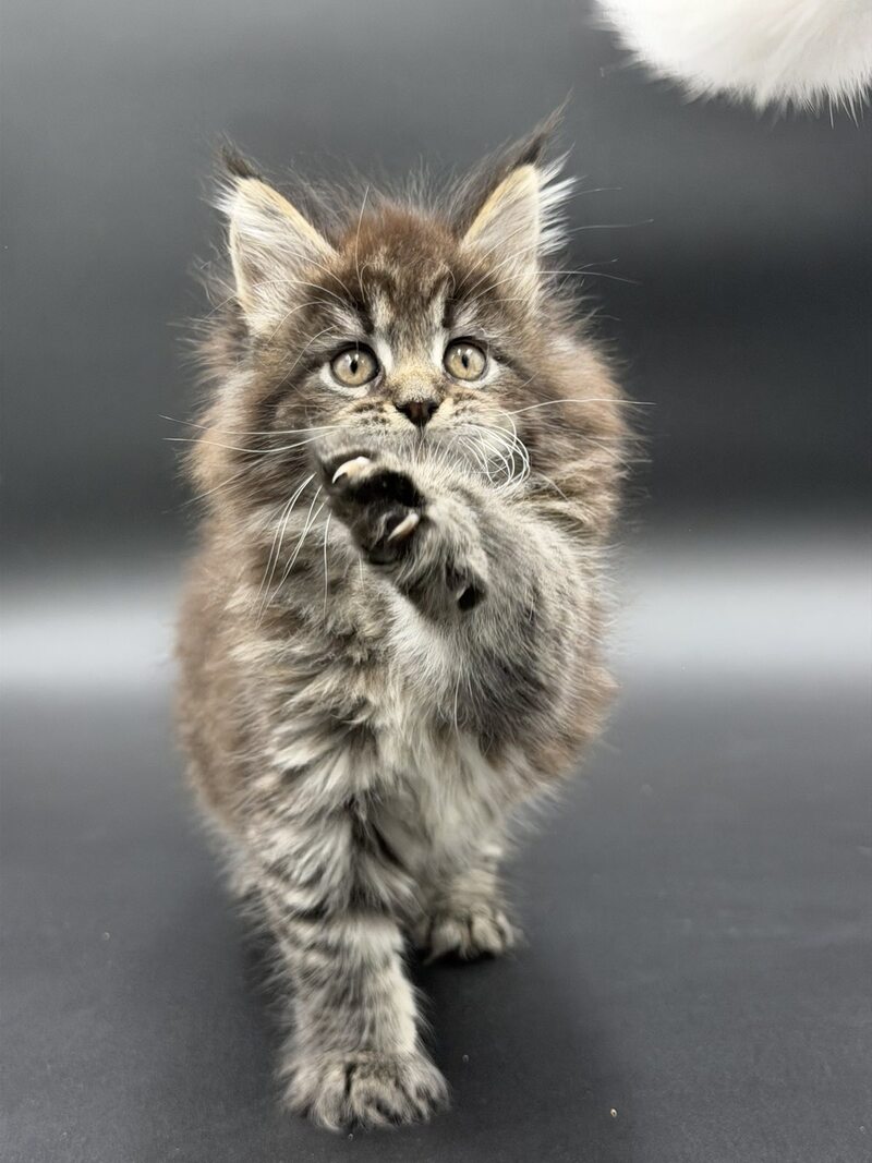 Rena Maine Coon polydactyl female black spotted tabby - live animals