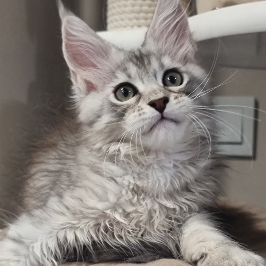 Elit Maine Coon male, black silver spotted tabby