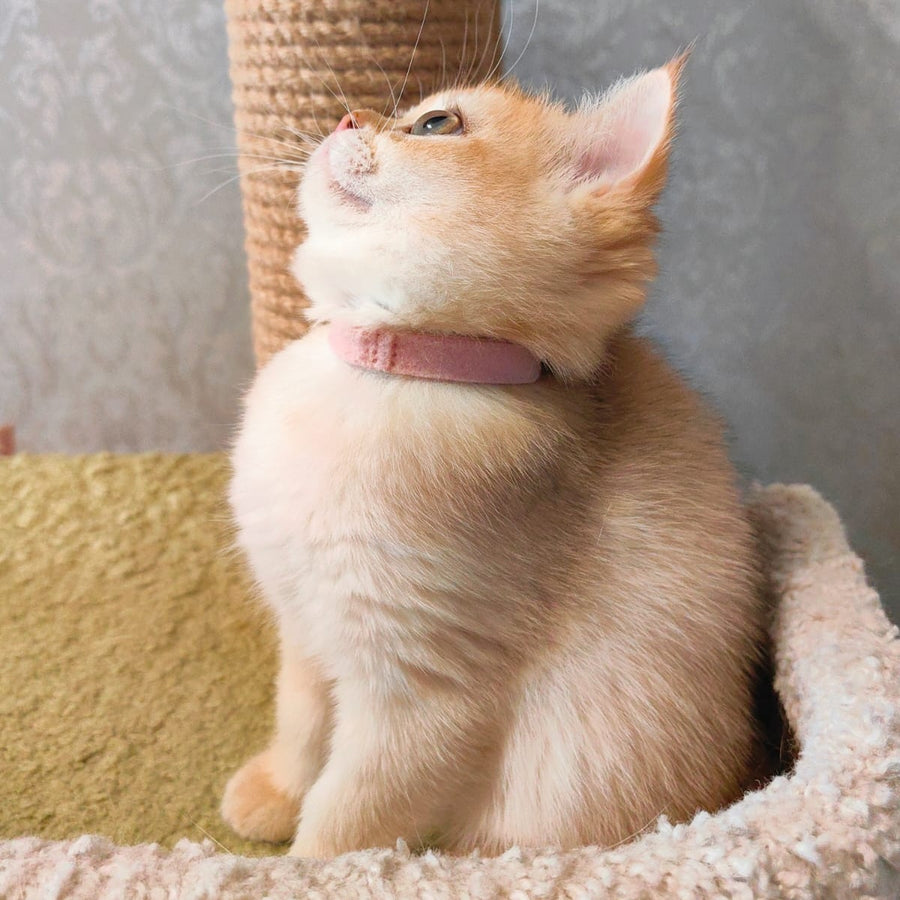 Bella Scottish Straight female, black golden shaded