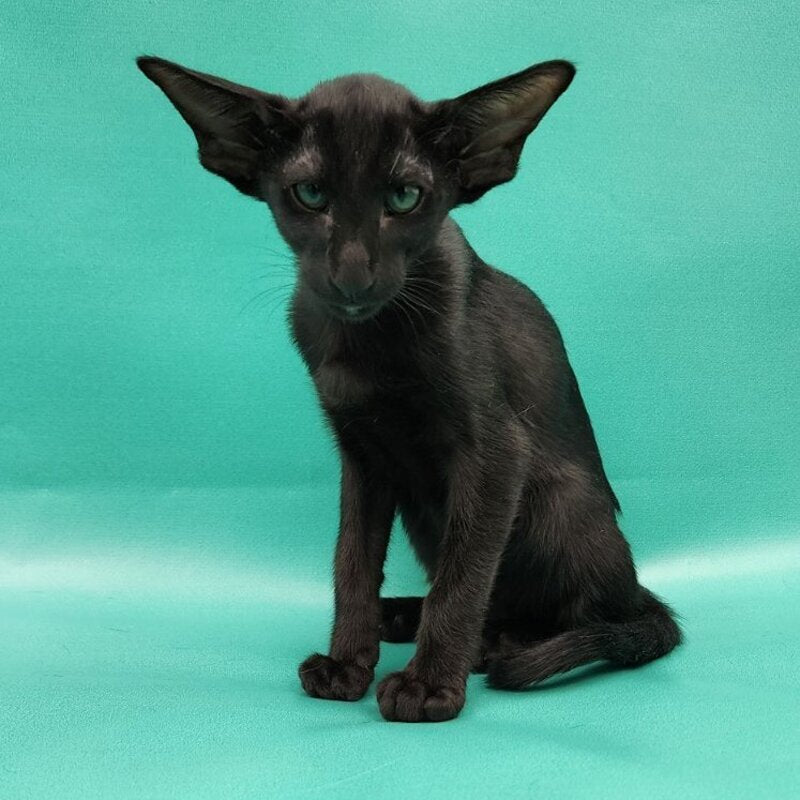 Ramses Oriental Shorthair male, black