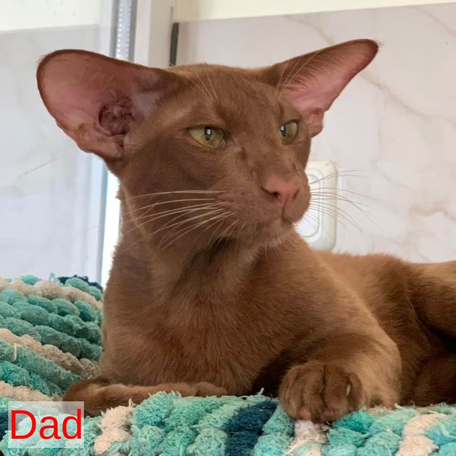 Kairo Siamese male, blue