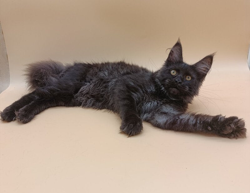 Isabelle Maine Coon female black silver - live animals