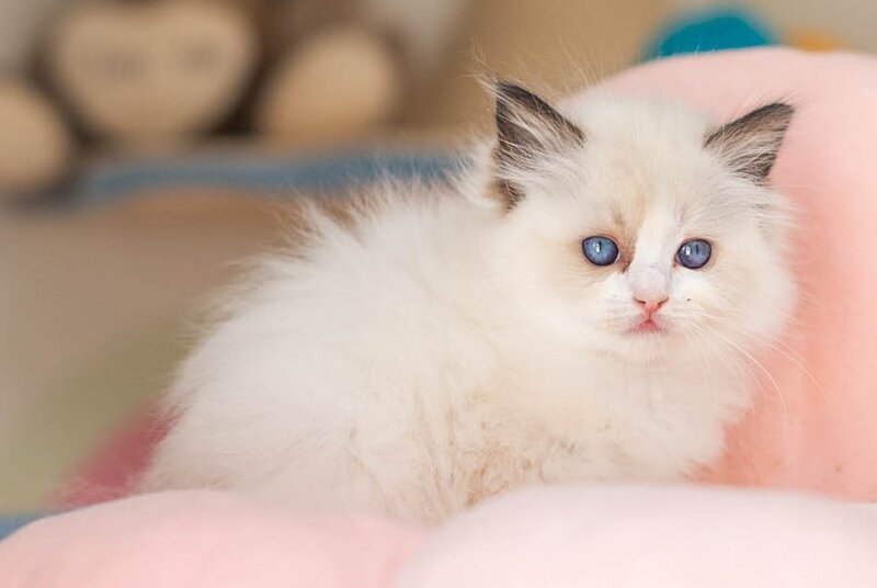 Veda Ragdoll female, seal bicolour