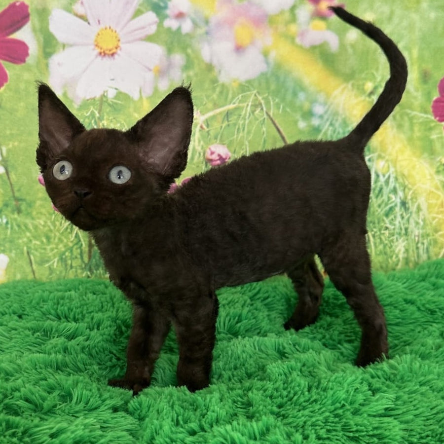 Inky Devon Rex male, black