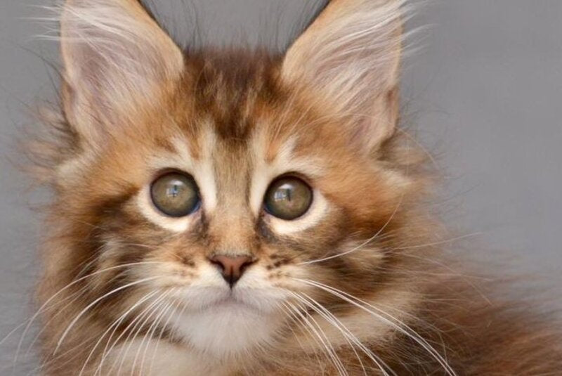 Vanilla Maine Coon female black tortie with white tabby live animals