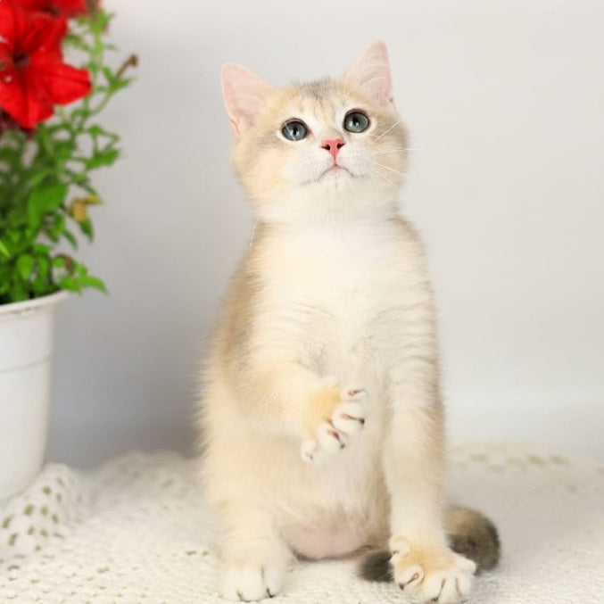 Samuel British Shorthair male, blue golden chinchilla