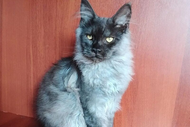 Jack Maine Coon male, black silver tabby