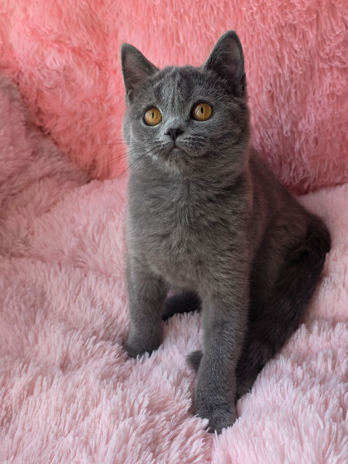 Caitlin British Shorthair female, blue