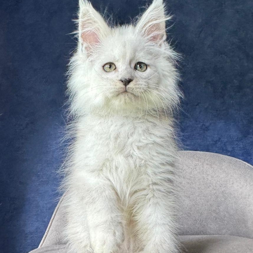 Viggo Maine Coon male, black silver shaded