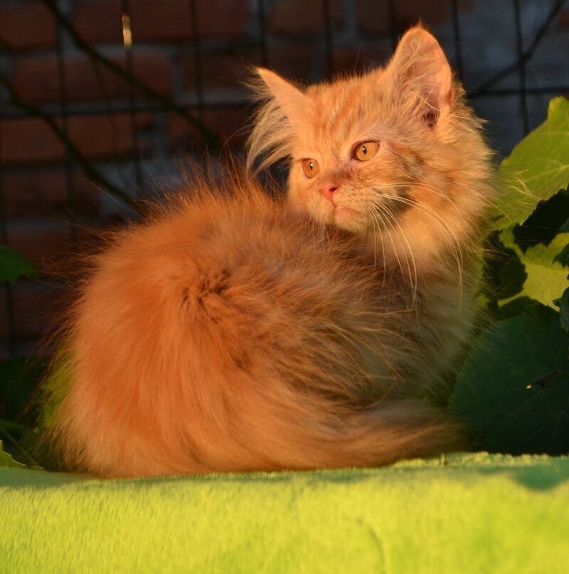 Labubu Maine Coon female, red tabby bicolour