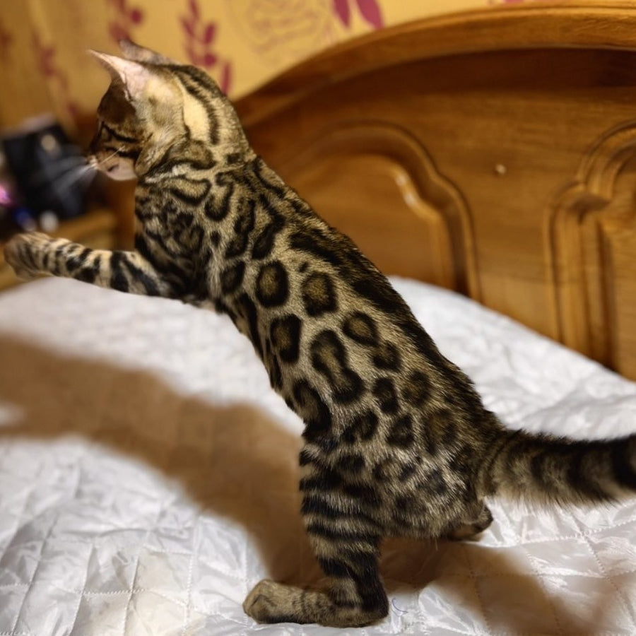 Kasper Bengal male, black spotted tabby