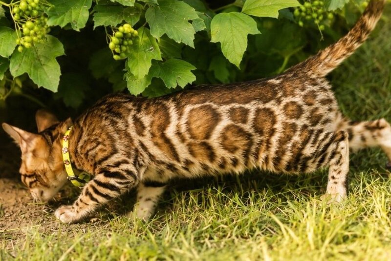 Mia Bengal female black spotted tabby - live animals