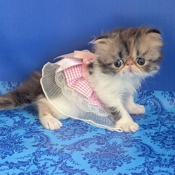 Roksolana Persian female, black tortie tabby harlequin