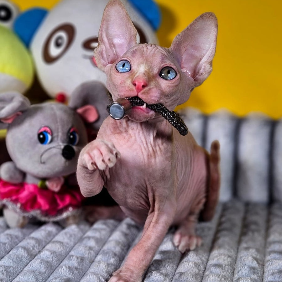 Pharaoh Canadian Sphynx male, red tabby