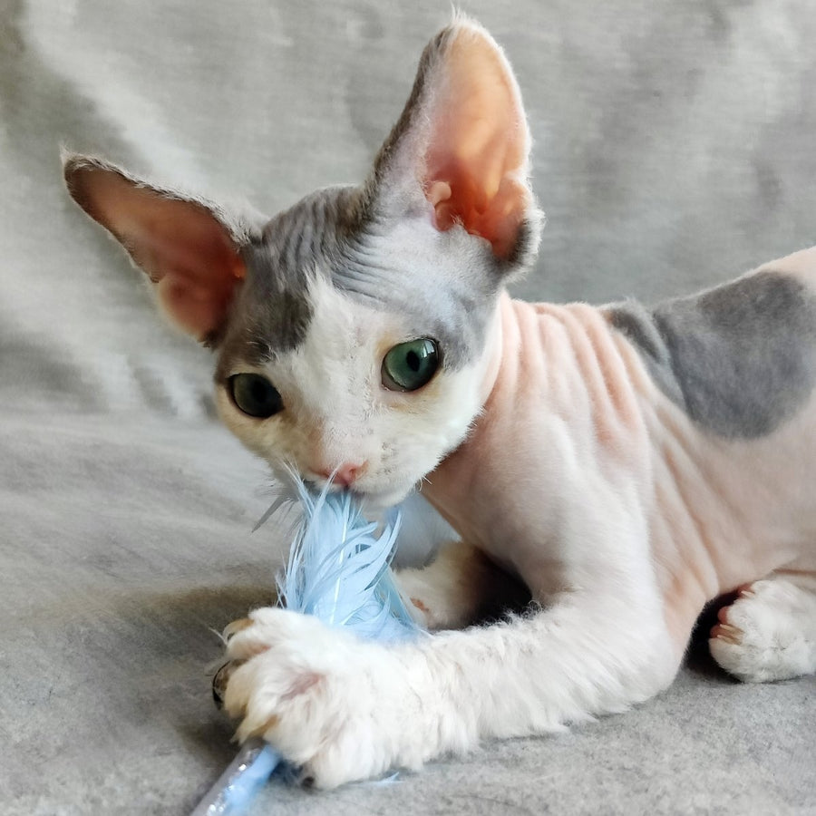 Merilyn Devon Rex female, blue harlequin