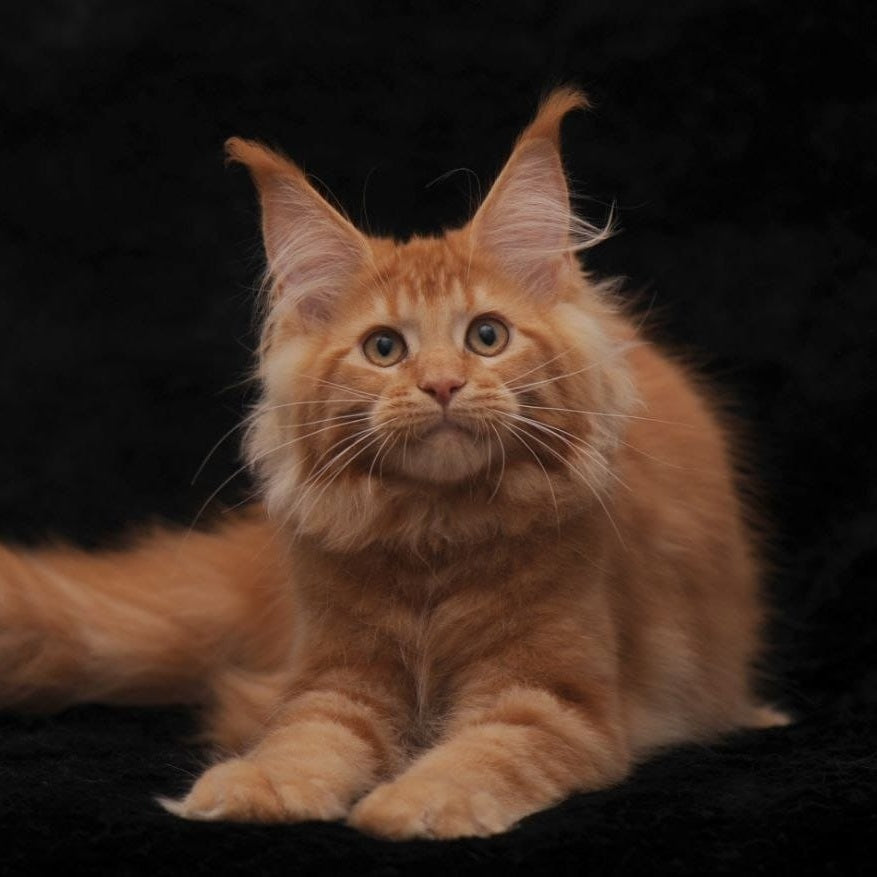 Raily Maine Coon female, red