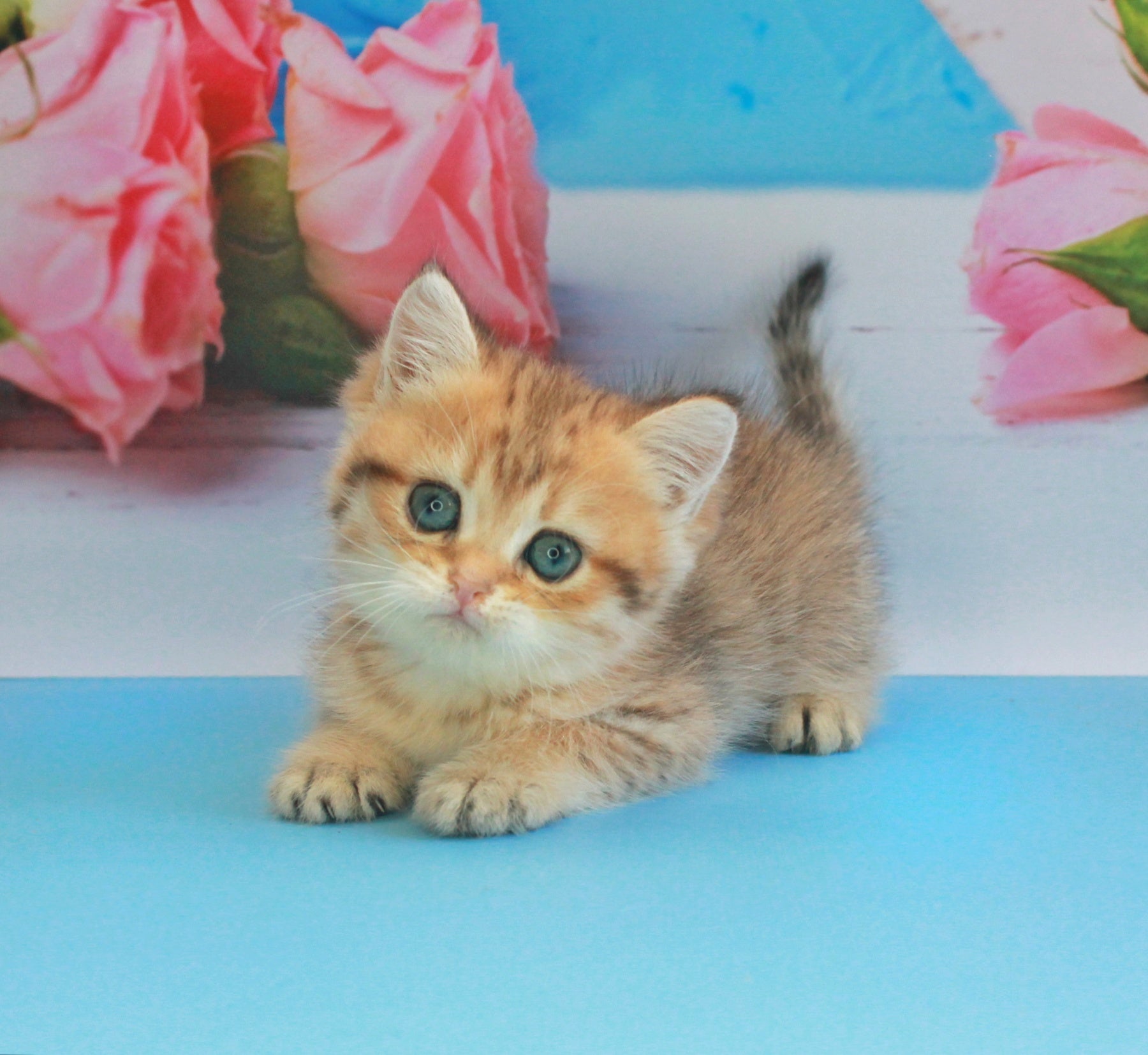 Mishka British Shorthair male, black golden spotted tabby