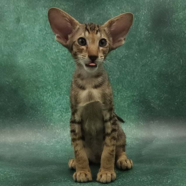 Azur Oriental Shorthair male, black spotted tabby