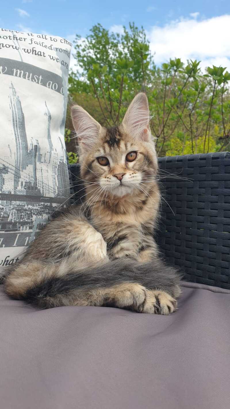 Ellie Maine Coon female black ticked tabby - live animals