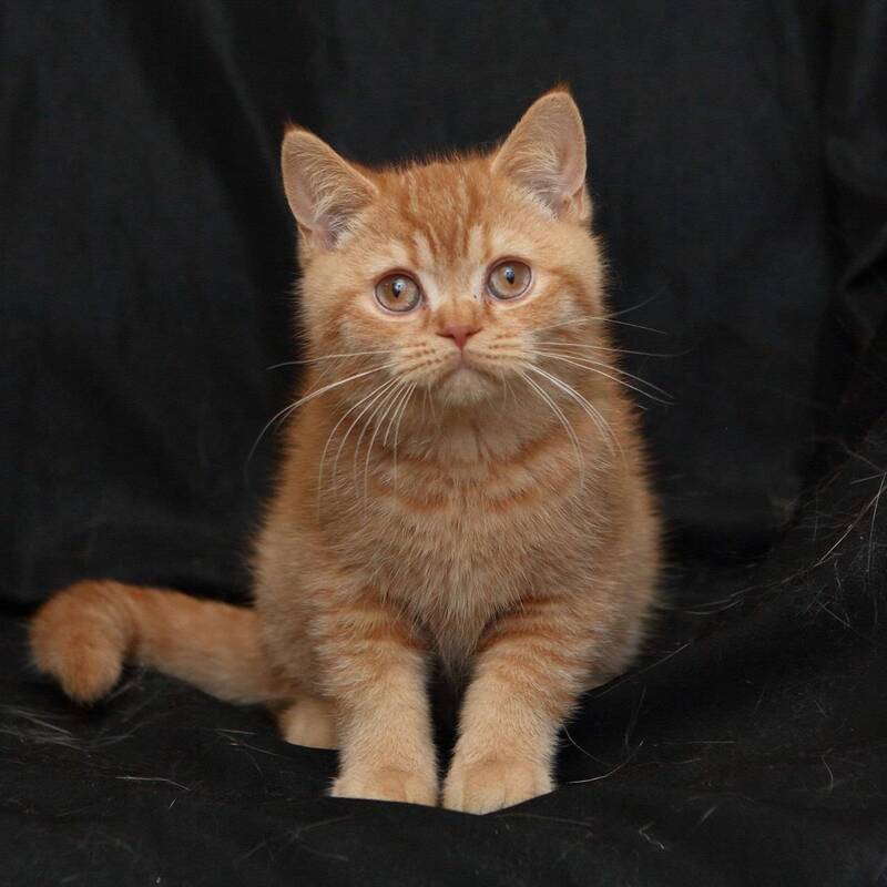 Mavik British Shorthair male, cinnamon ticked tabby