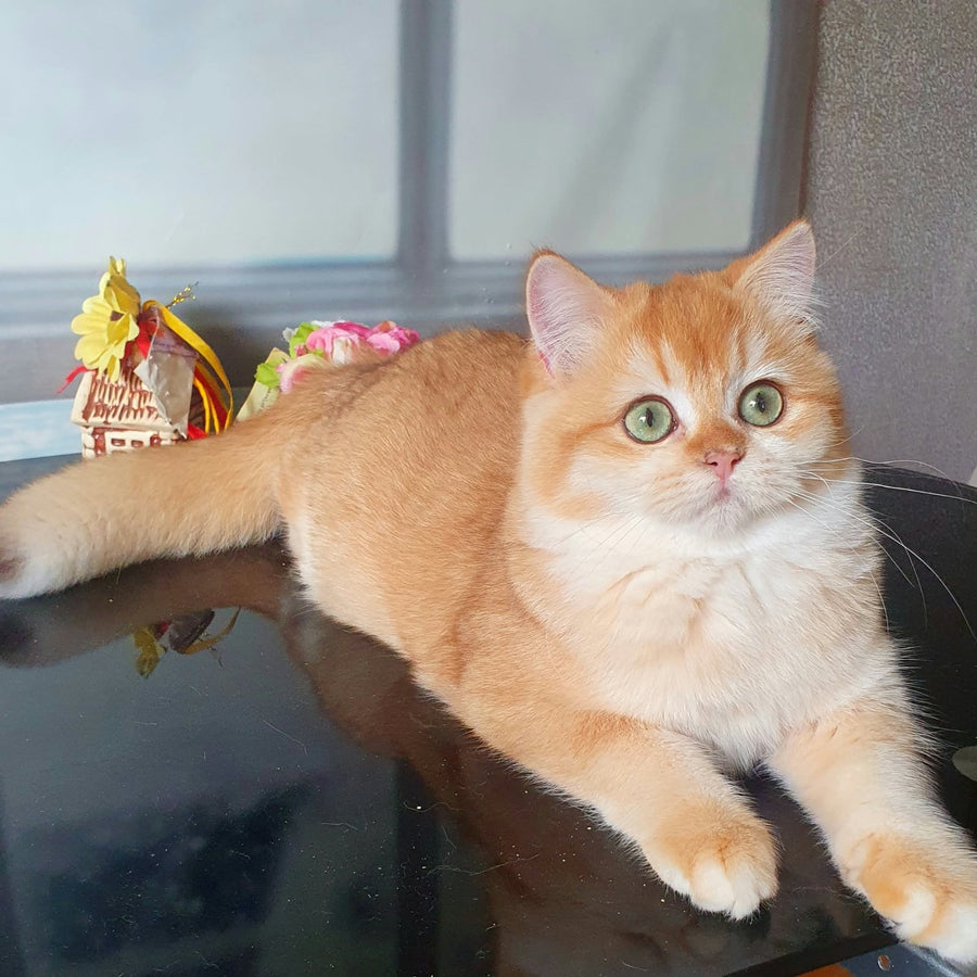 Lyuska British Shorthair female, black golden chinchilla