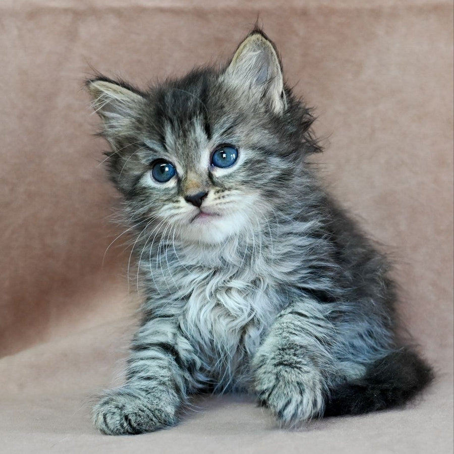 Jive Siberian male, black spotted tabby