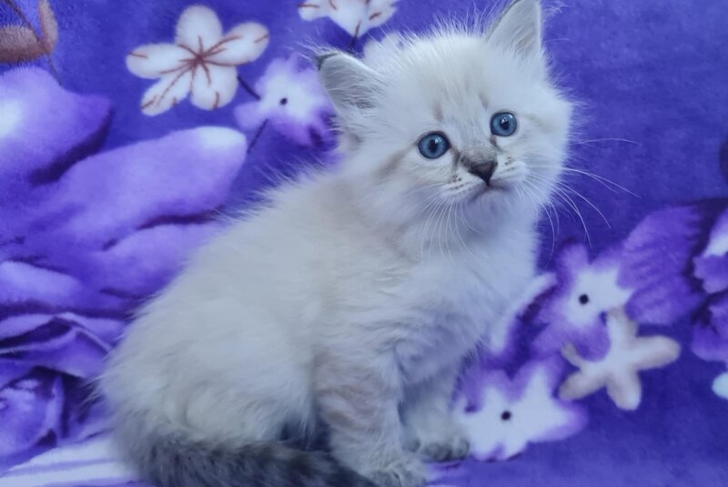 Xandra Siberian female, black tabby pointed