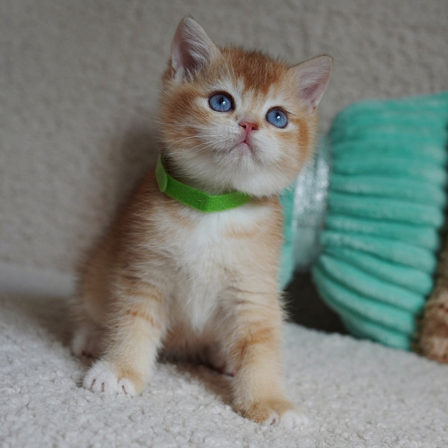Teddy British Shorthair male, chocolate golden chinchilla with white
