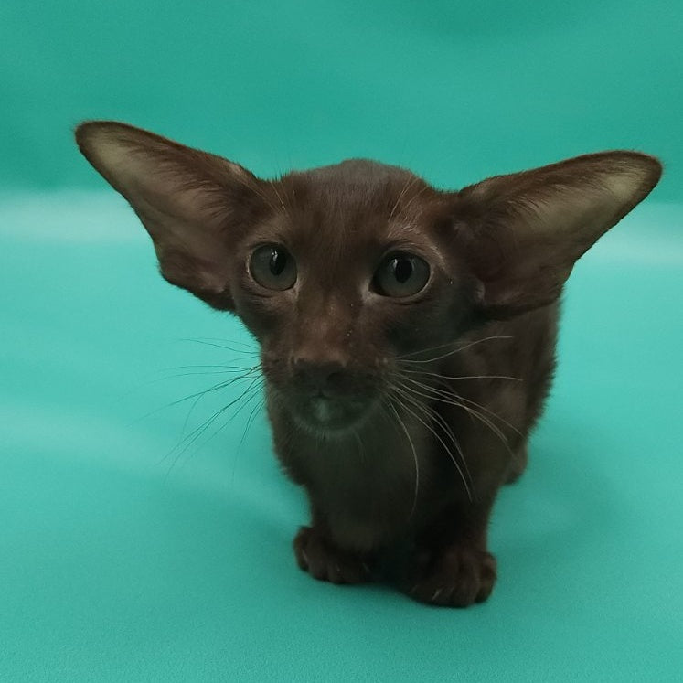 Rafaella Oriental Shorthair female, chocolate