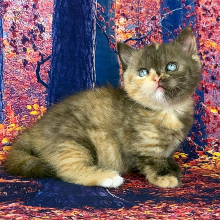 Jane Munchkin female, chocolate tortie bicolour