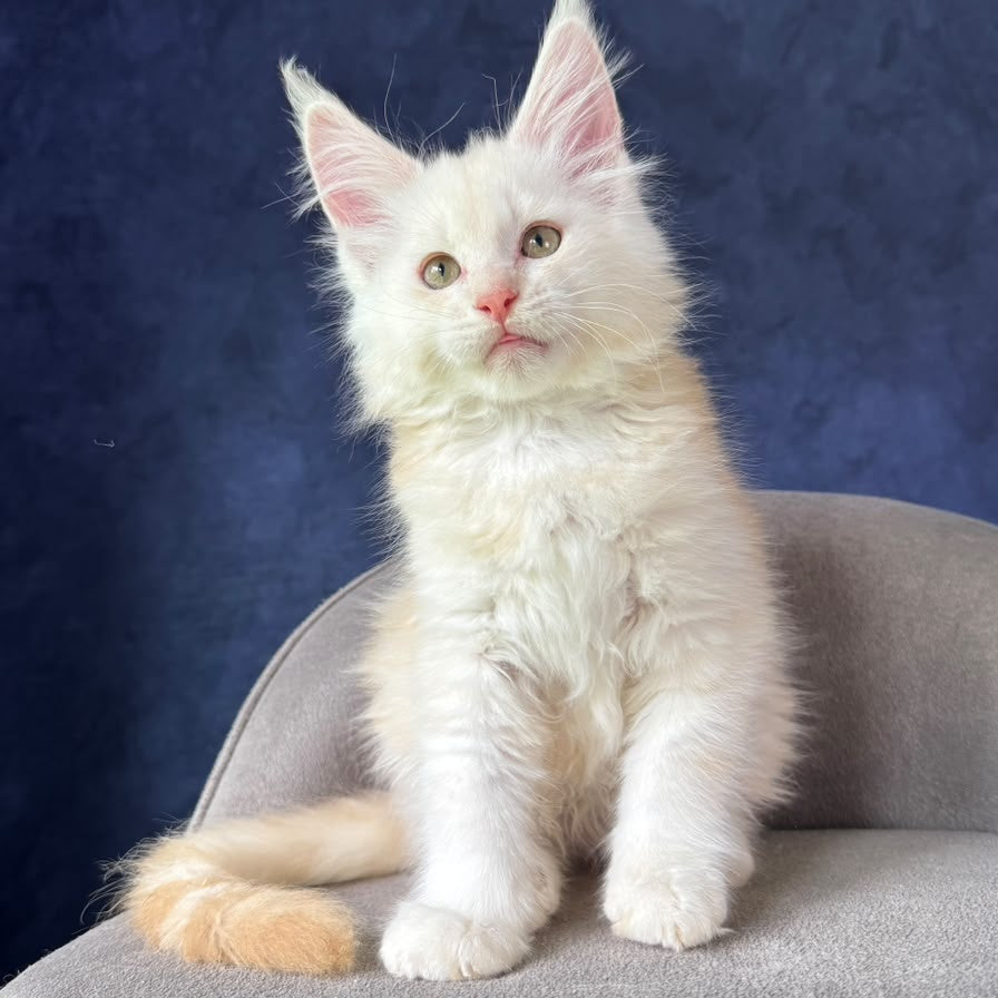 Sakson Maine Coon male, red silver ticked tabby