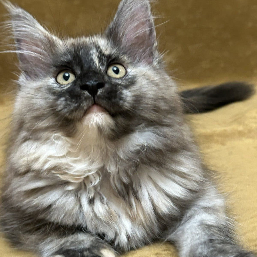 Roxy Maine Coon female, black tortie silver