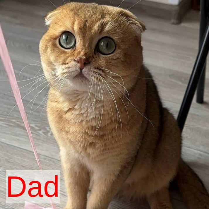 Nicky Scottish Straight male, black golden ticked tabby