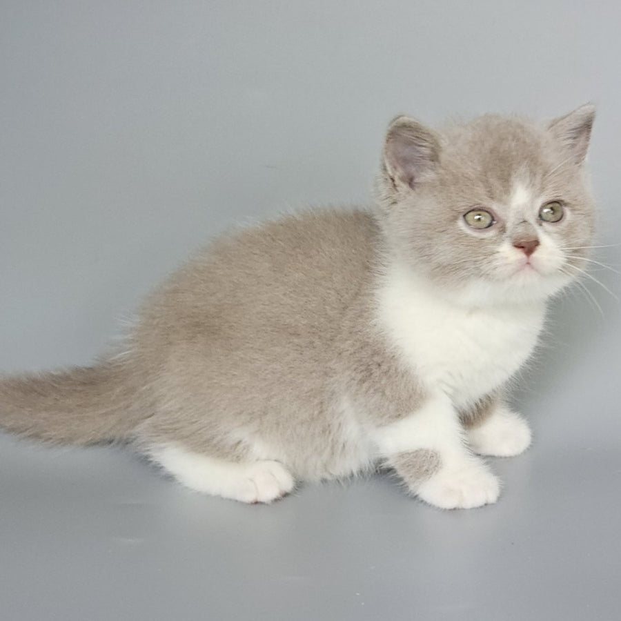 Bruno British Shorthair male, fawn bicolour