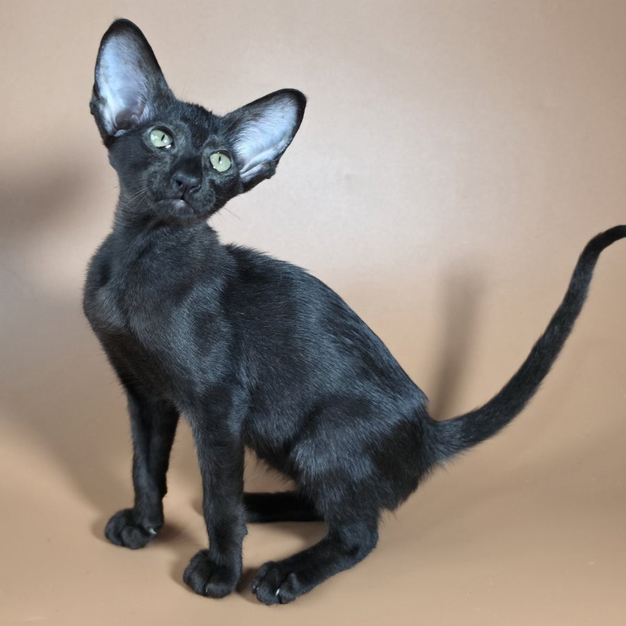 Juno Siamese female, black