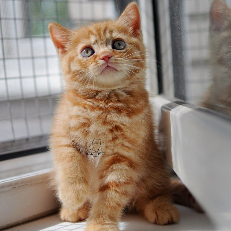 Solomon British Shorthair male, red