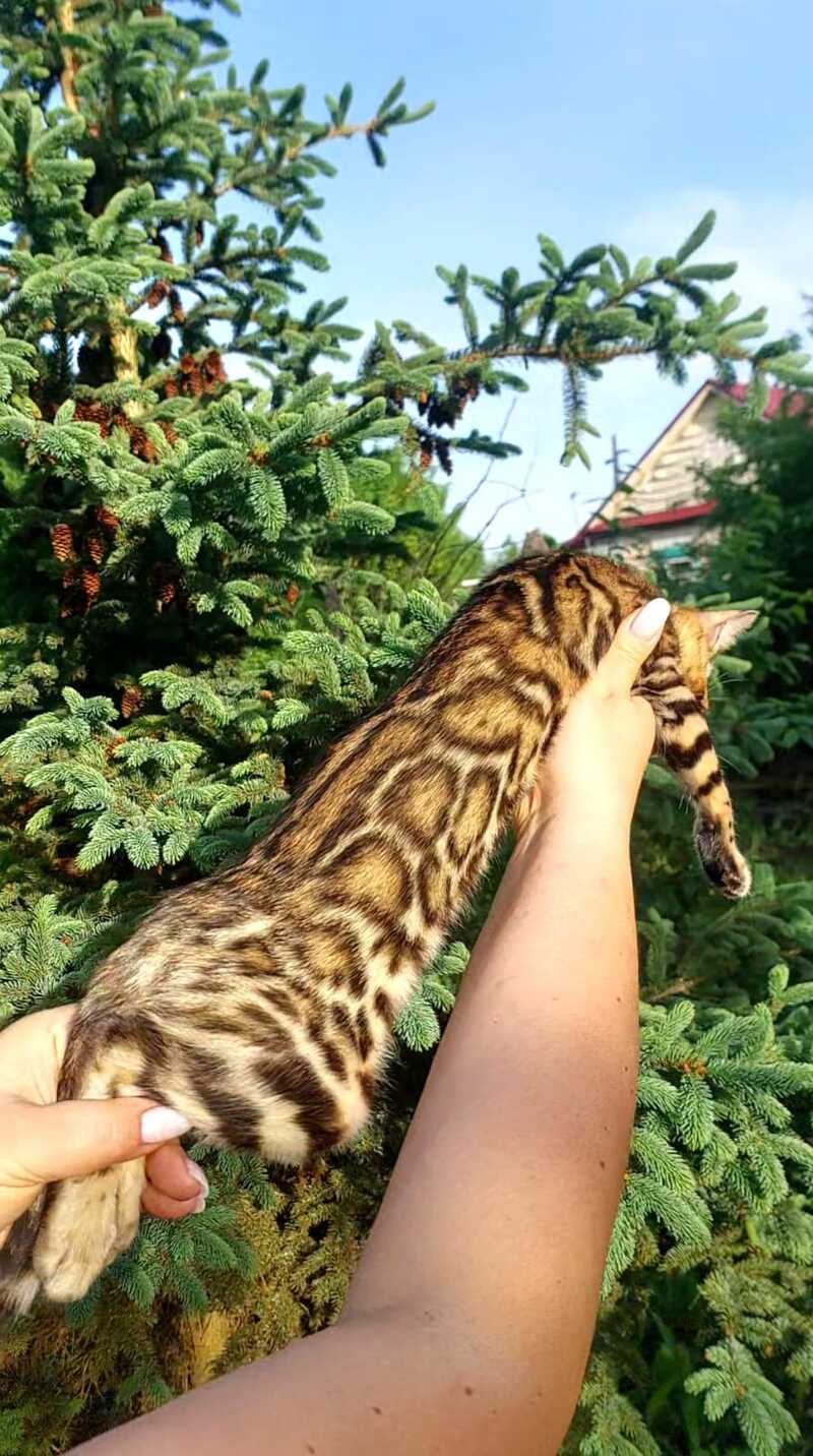 Lesya Bengal female, black spotted tabby